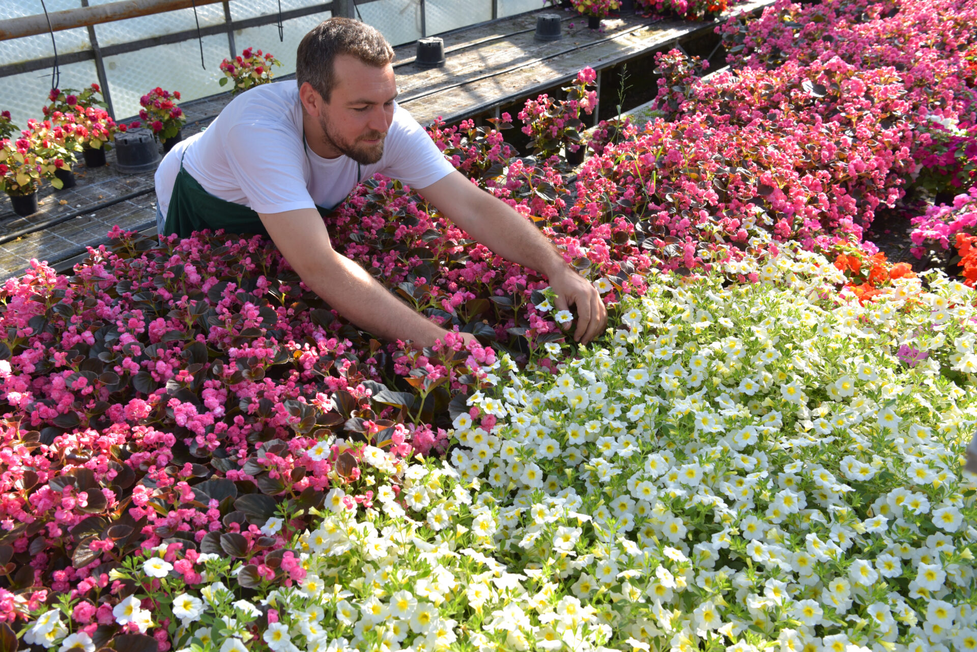 Happy,Worker,Growing,Flowers,In,A,Greenhouse,Of,A,Flower